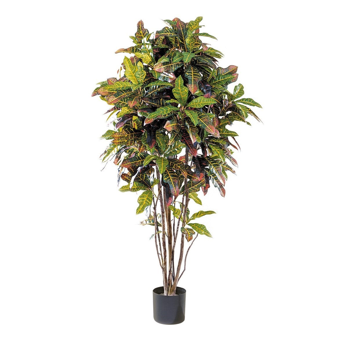 5' CROTON TREE