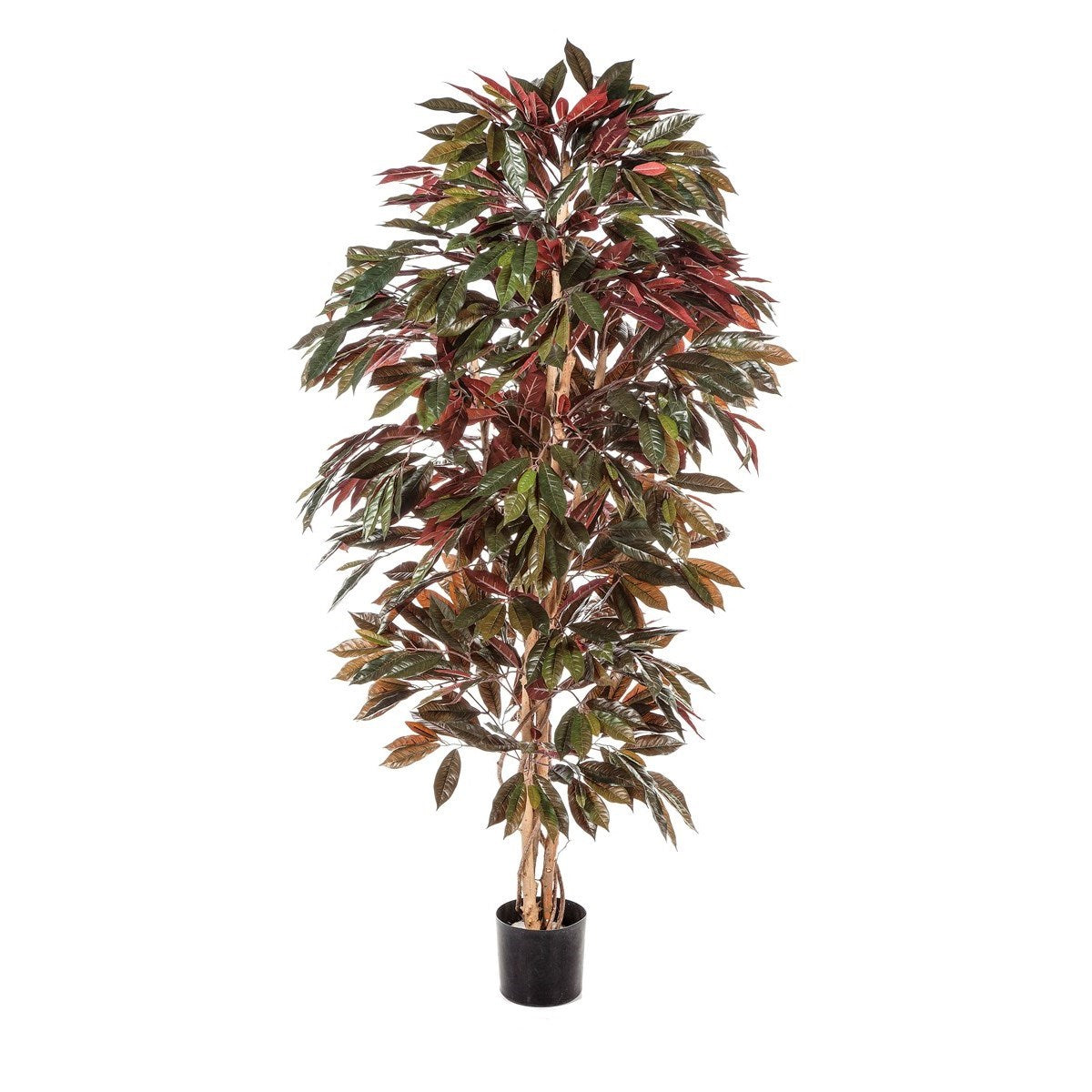 6' CAPENSIA BUSH TREE