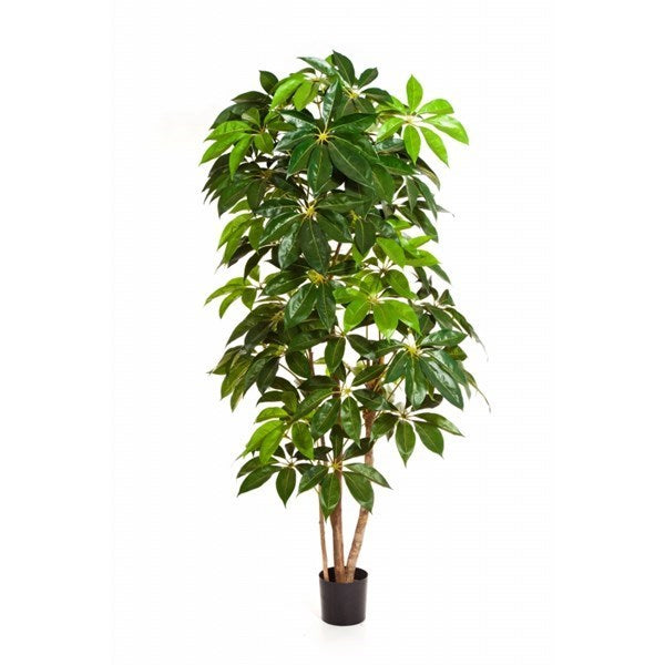 7' GIANT SCHEFFLERA TREE