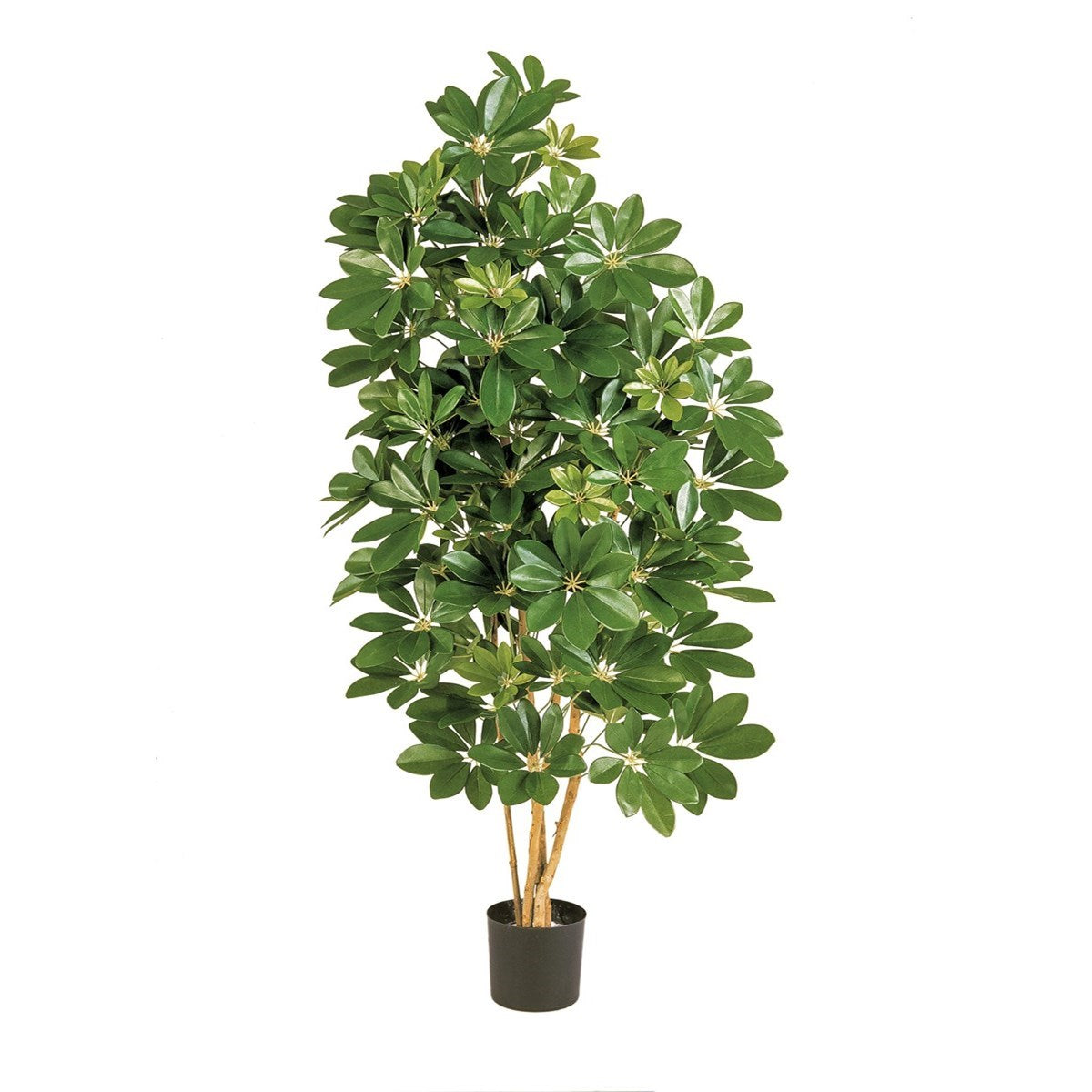 3' NATURAL SCHEFFLERA