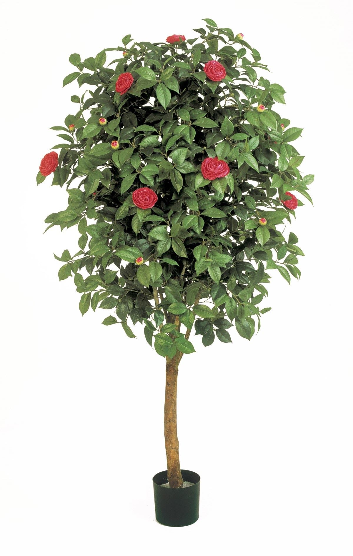CAMELIA VINE TREE