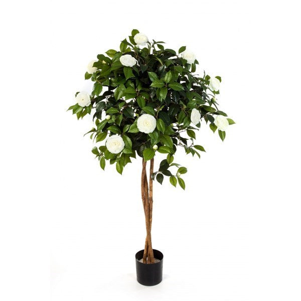 4' NEW CAMELIA UMBRELLA TREE