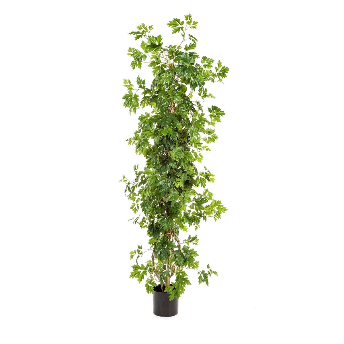 5' CISSUS PLANT