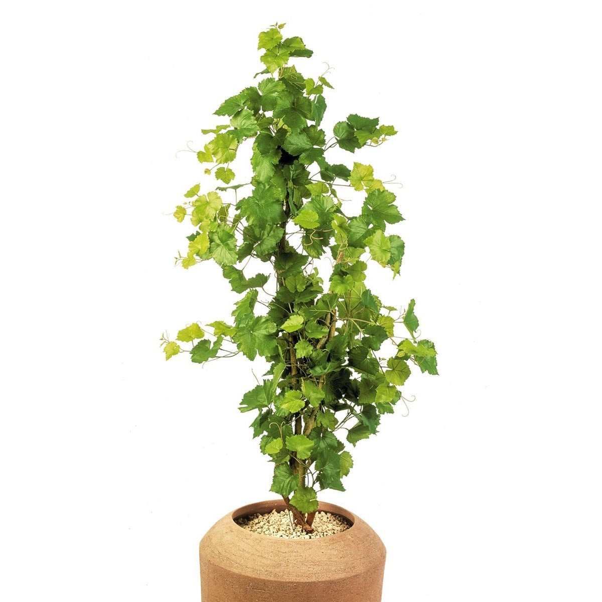 4' GRAPE IVY TREE