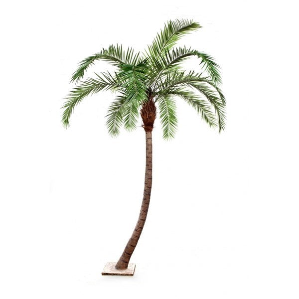 Phoenix curved palm tree
