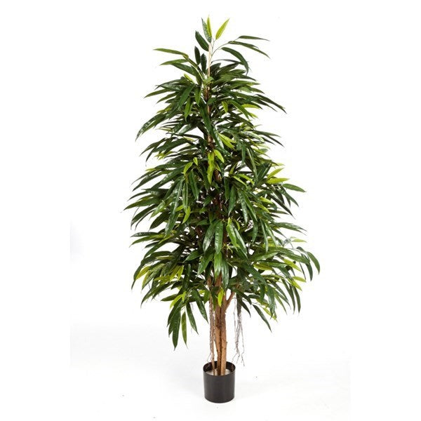 6' NATURAL ROYAL LONGIFOLIA