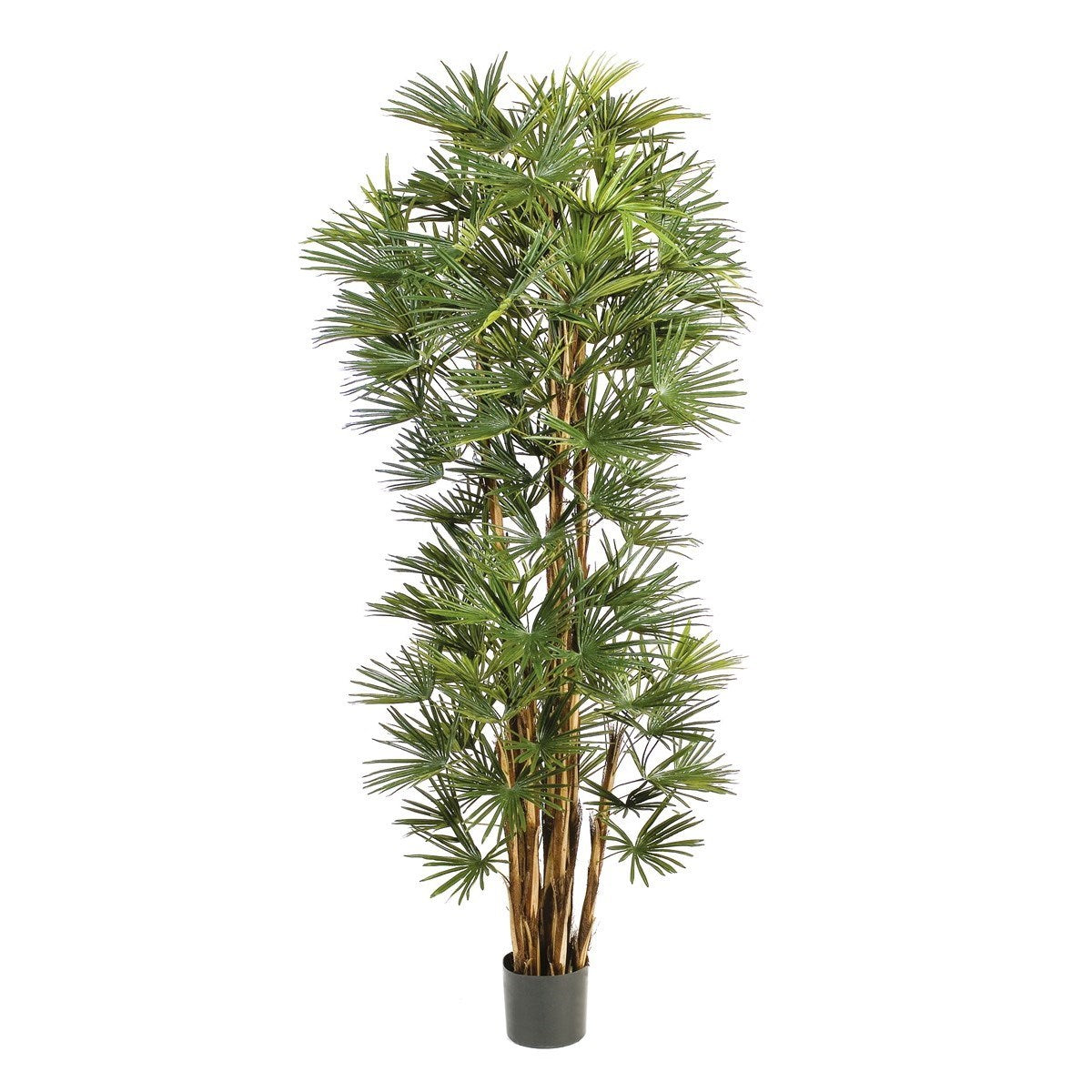 6' BABY FAN PALM