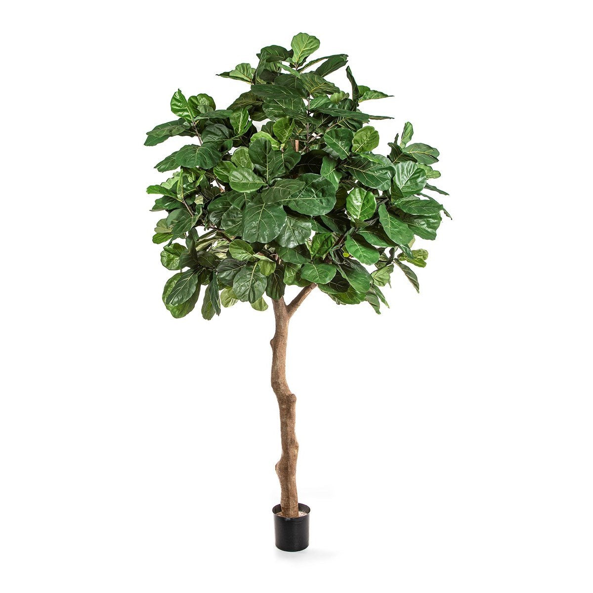 Fiddle Leaf Giant Tree