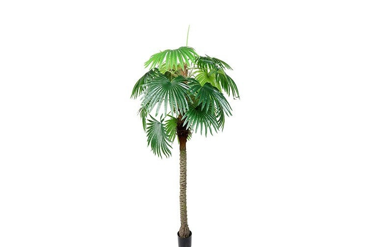 Kunstpflanze Trachycarpus L grün-L180B180H250CM