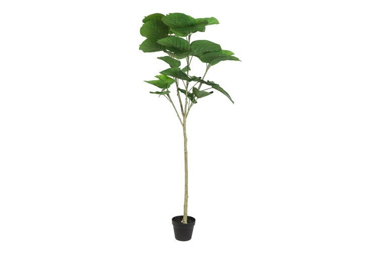 Kunstpflanze Ficus Umbellata S grün-L90B65H160CM