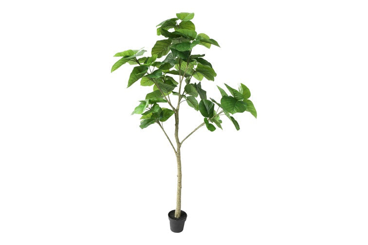 Art plant Ficus Umbellata L green-L120B80H220CM