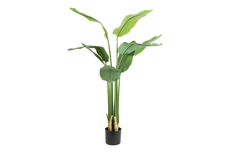 Kunstpflanze Strelitzia M grün-L84B30H150CM