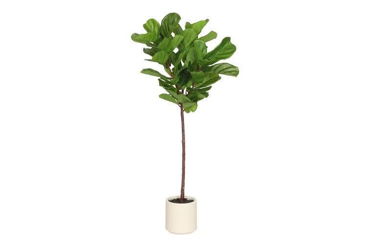 Kunstpflanze Ficus lyrata M grün-L73B58H150CM