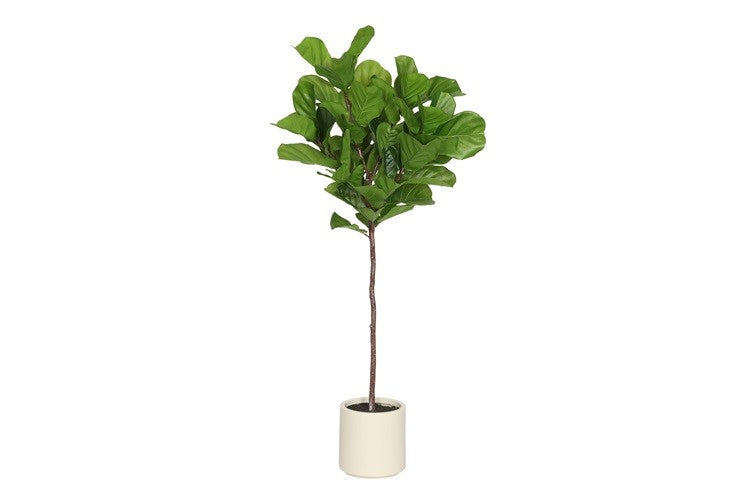 Kunstpflanze Ficus lyrata L grün-L90B75H170CM