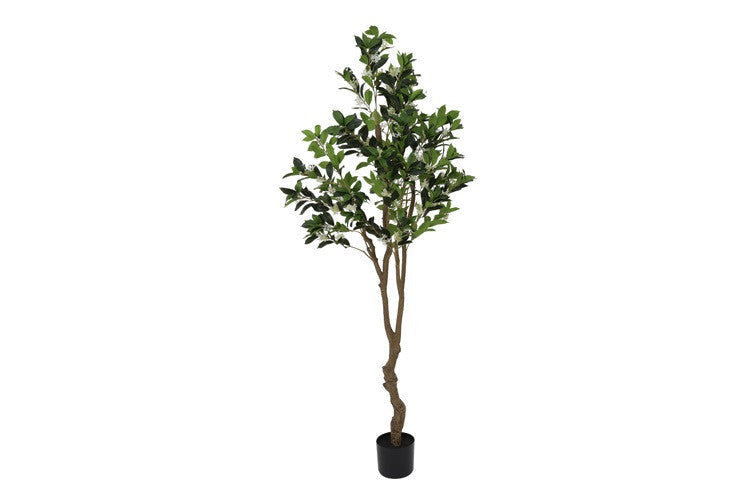Kunstpflanze Osmanthus fragrans L weiß-L50B50H180CM