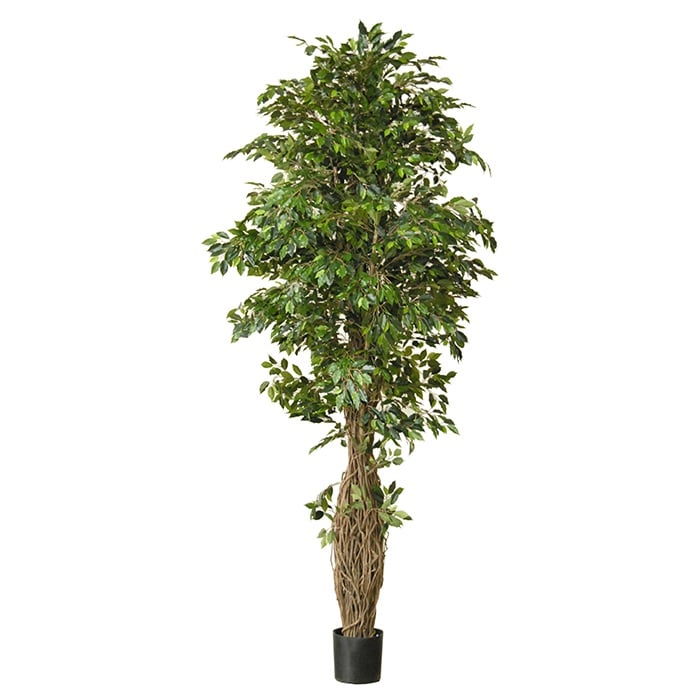 Ficus benjamina Lianen 42051 330