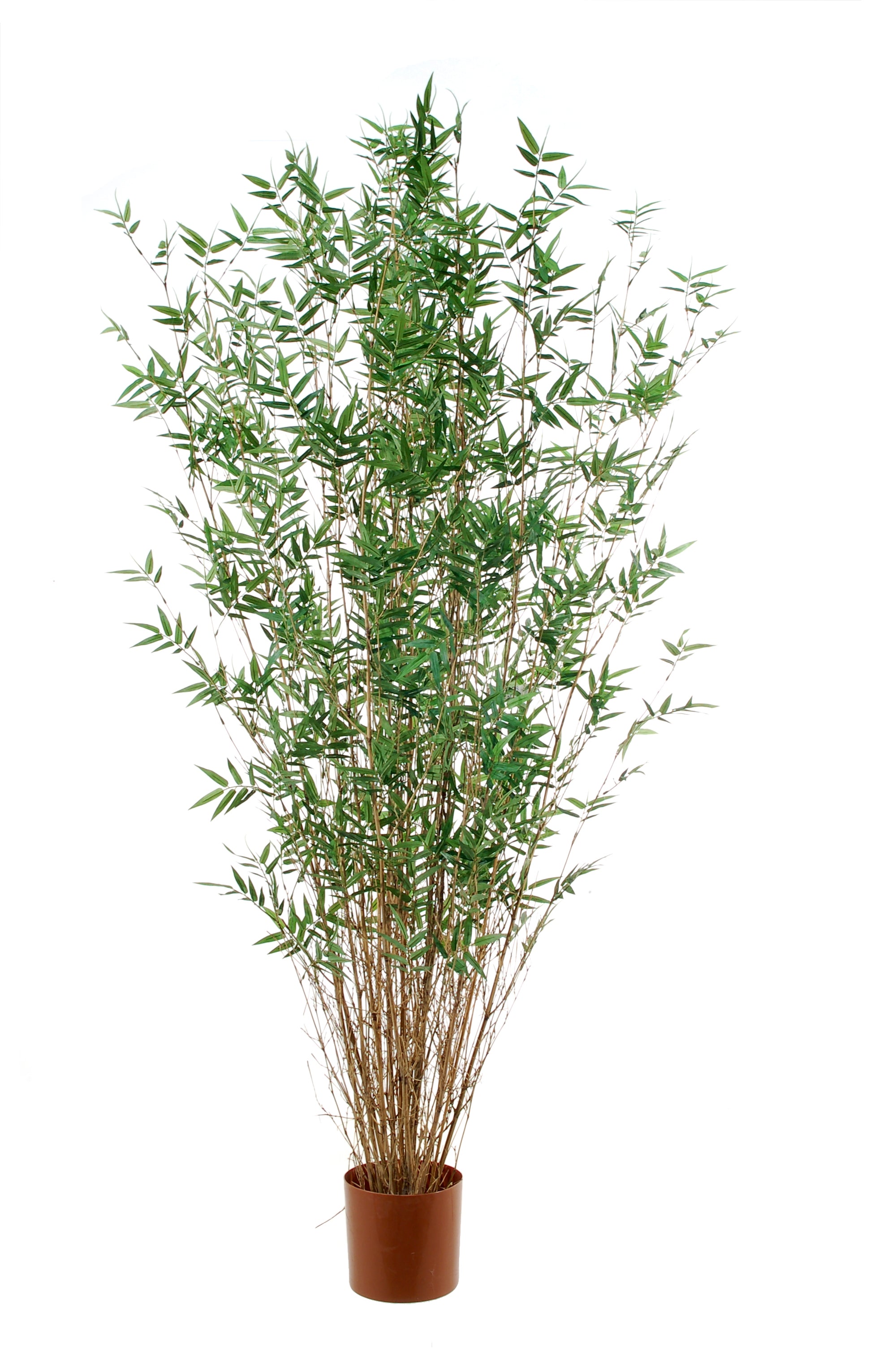 Bamboe Oriental