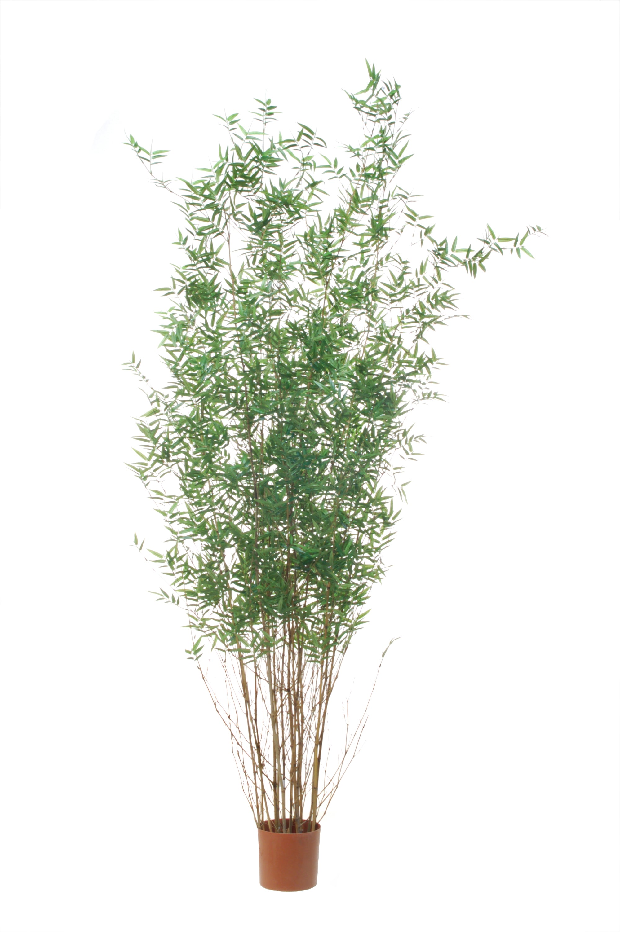Bamboe Oriental