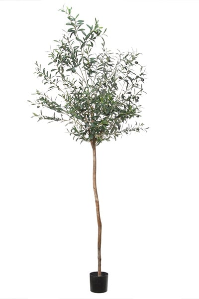 Olivenbaum Compact 42091 180