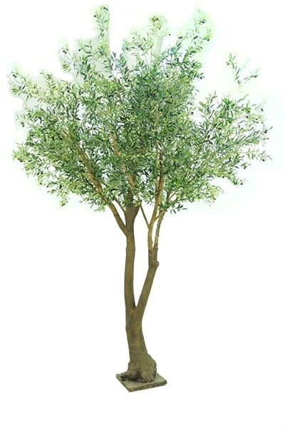 Olivenbaum Riese 42079 300