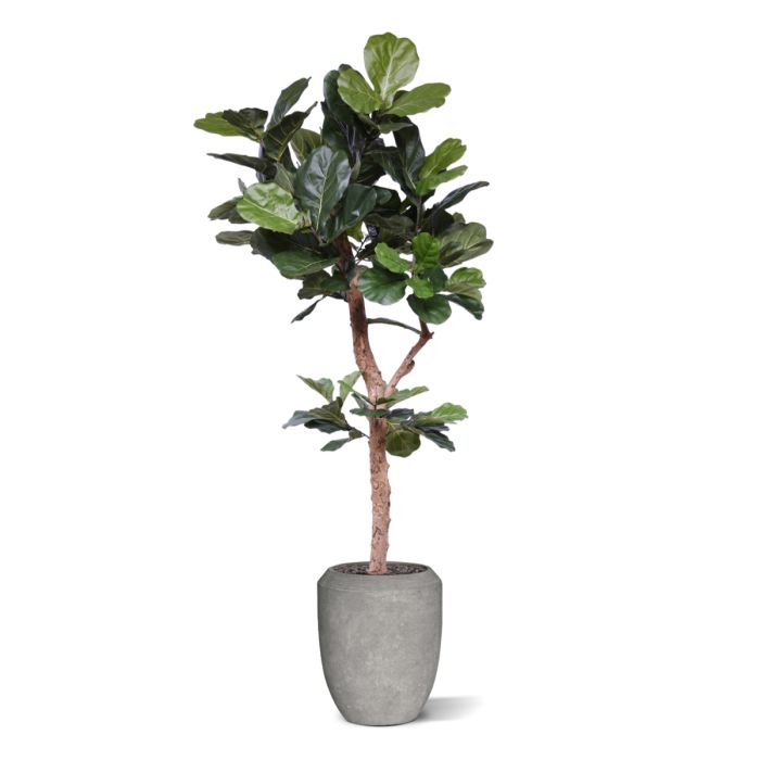 Lyrata Deluxe kunstboom Y stam 210cm - afbeelding 7