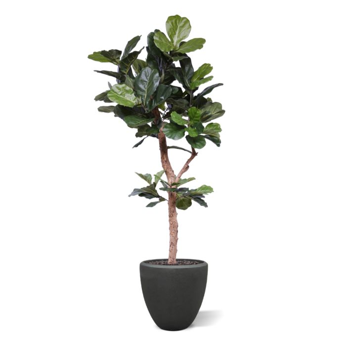 Lyrata Deluxe kunstboom Y stam 210cm - afbeelding 3