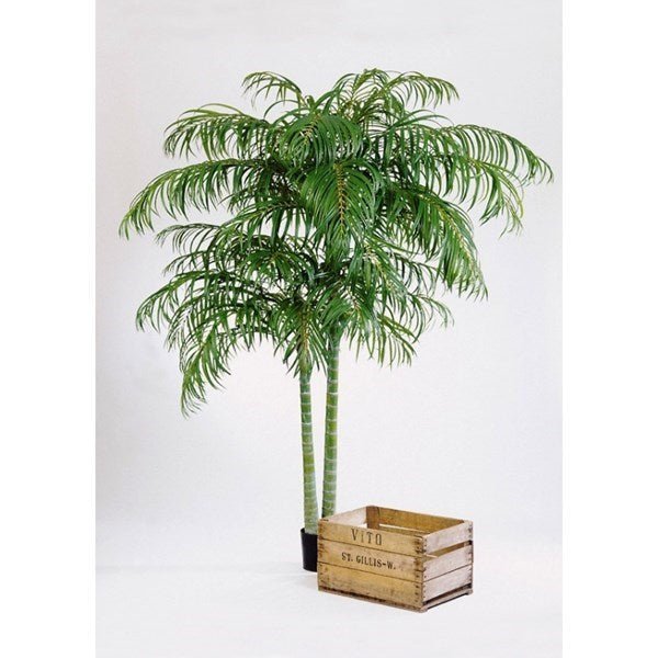 Areca palm de luxe x 2 - NOVA LIGNUM