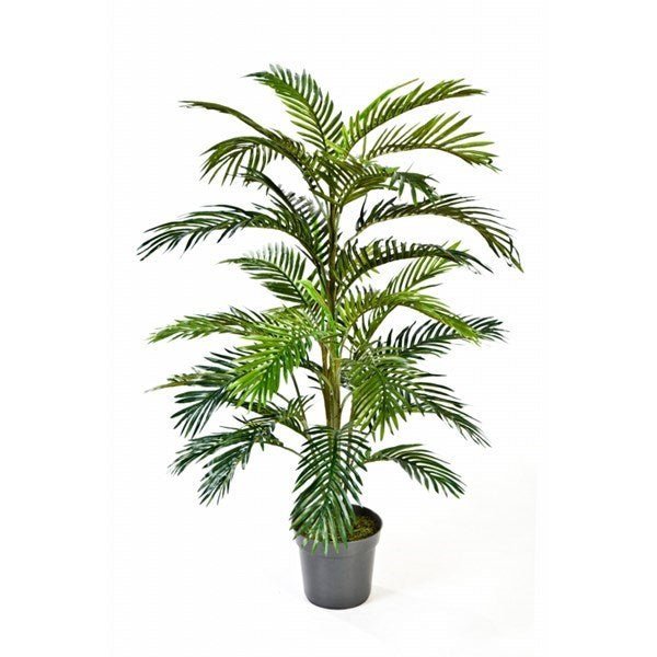 Areca palm w/pot - NOVA LIGNUM