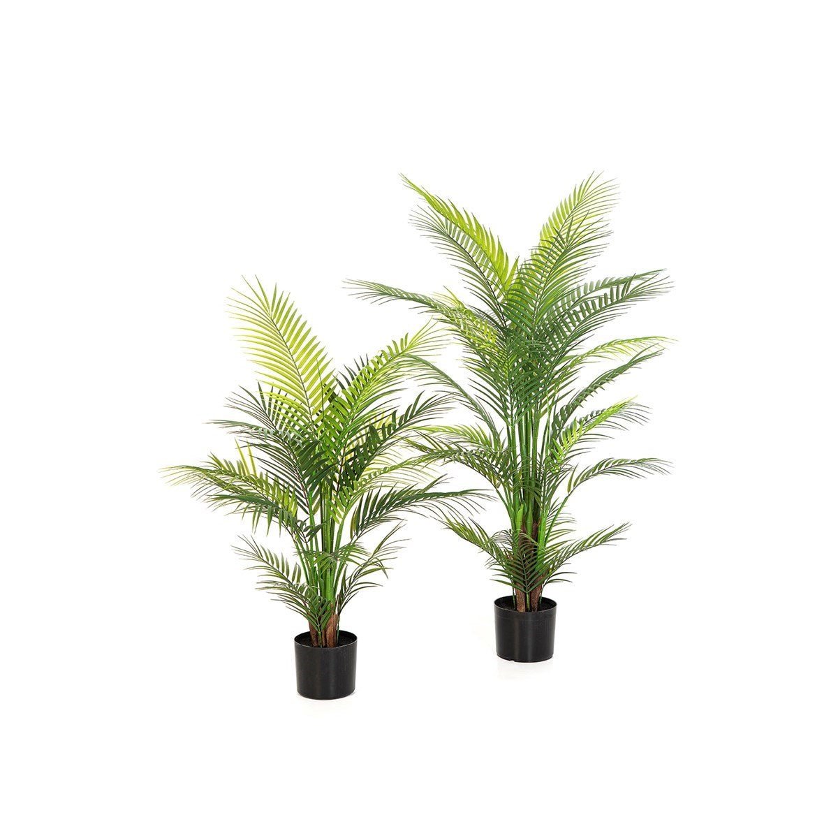Arecapalm Nitida - UV - NOVA LIGNUM