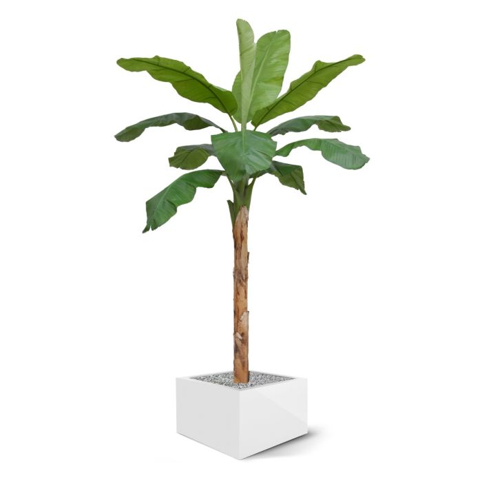 Banaan Royal XL kunstboom 300cm - afbeelding 5