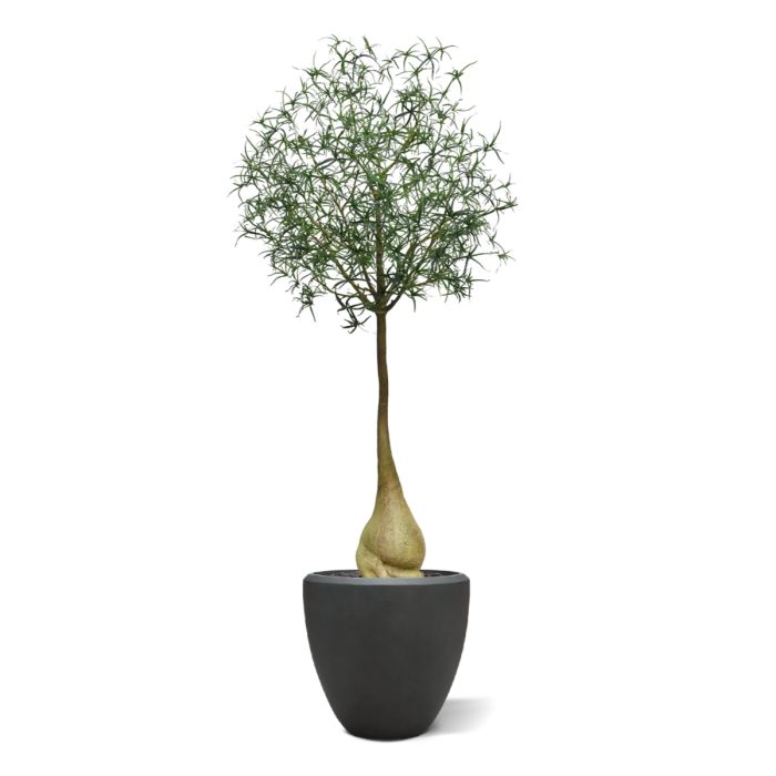 Brachychiton Bottle Kunstboom 240cm - NOVA LIGNUM