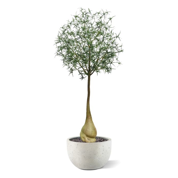 Brachychiton Bottle Kunstboom 240cm - NOVA LIGNUM