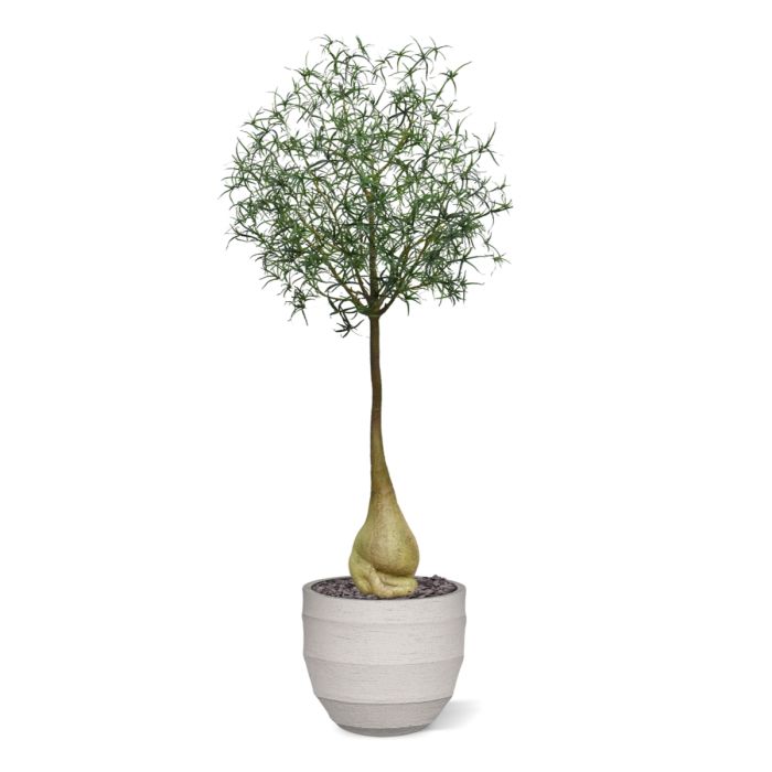 Brachychiton Bottle Kunstboom 240cm - NOVA LIGNUM