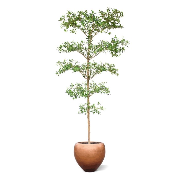 Bucida Buceras Kunstboom 240cm NT groen - NOVA LIGNUM