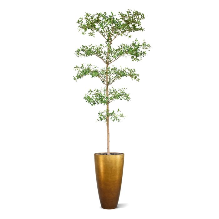 Bucida Buceras Kunstboom 240cm NT groen - NOVA LIGNUM