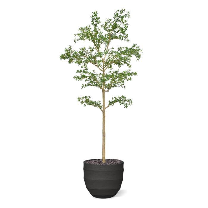 Bucida shady Lady Kunstboom 270cm groen - NOVA LIGNUM