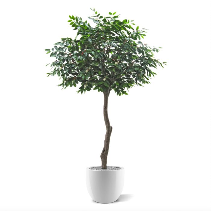 Coffee Arabica Giant kunstboom 320cm - afbeelding 4