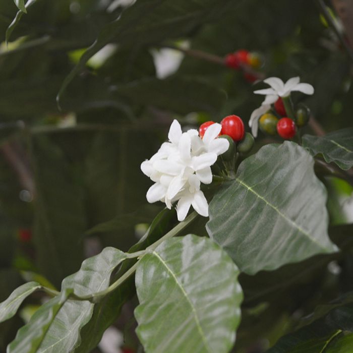 Coffee Arabica Giant kunstboom 320cm - afbeelding 6