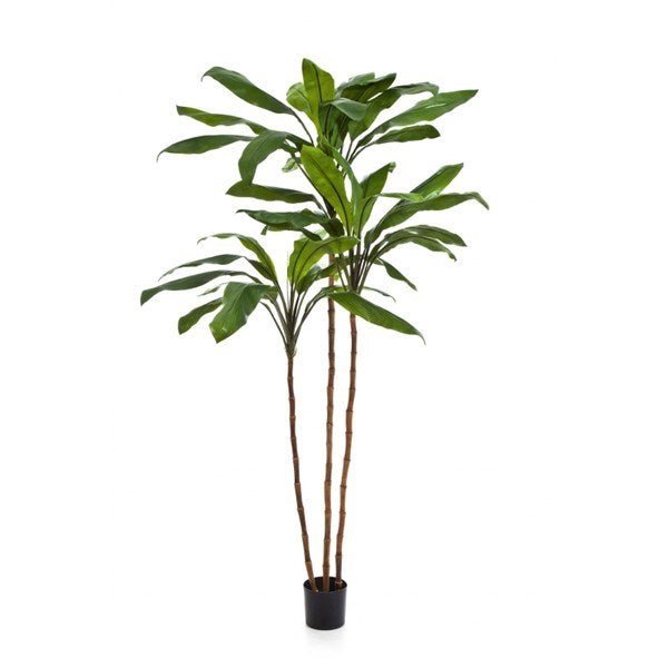 CORDYLINE FRUCTICOSA TREE 25007N - NOVA LIGNUM