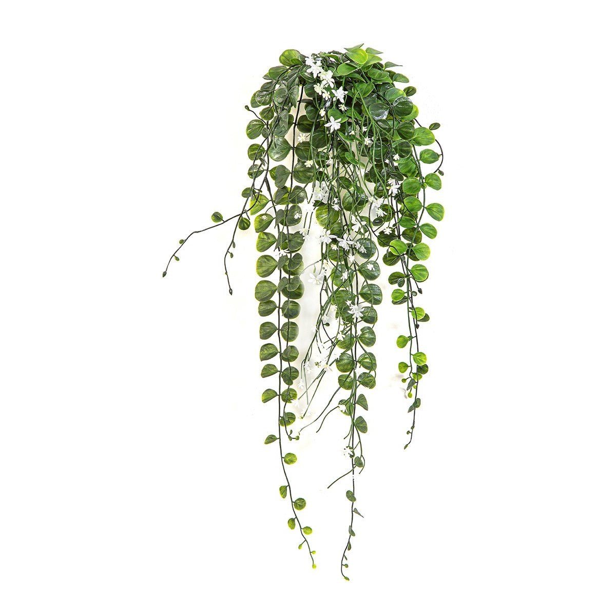 Dichondra Hanging Bush Cream - UV - NOVA LIGNUM