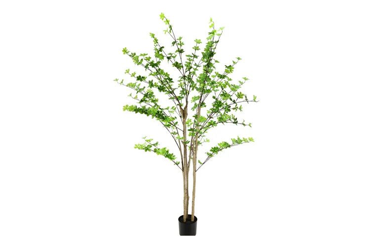 Dysosma pleiantha - NOVA LIGNUM