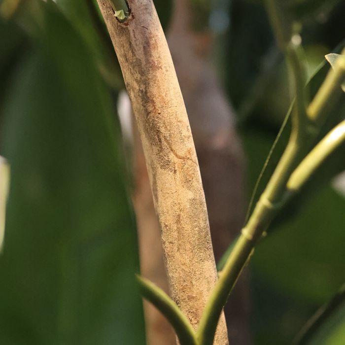 Elastica Robusta Kolom Kunstboom Deluxe 300cm groen - NOVA LIGNUM
