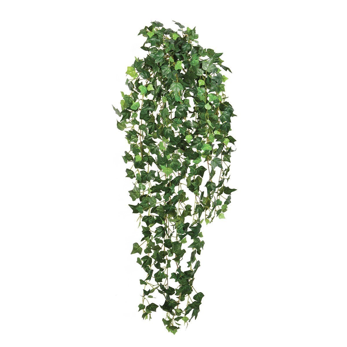 English ivy hanging bush - NOVA LIGNUM