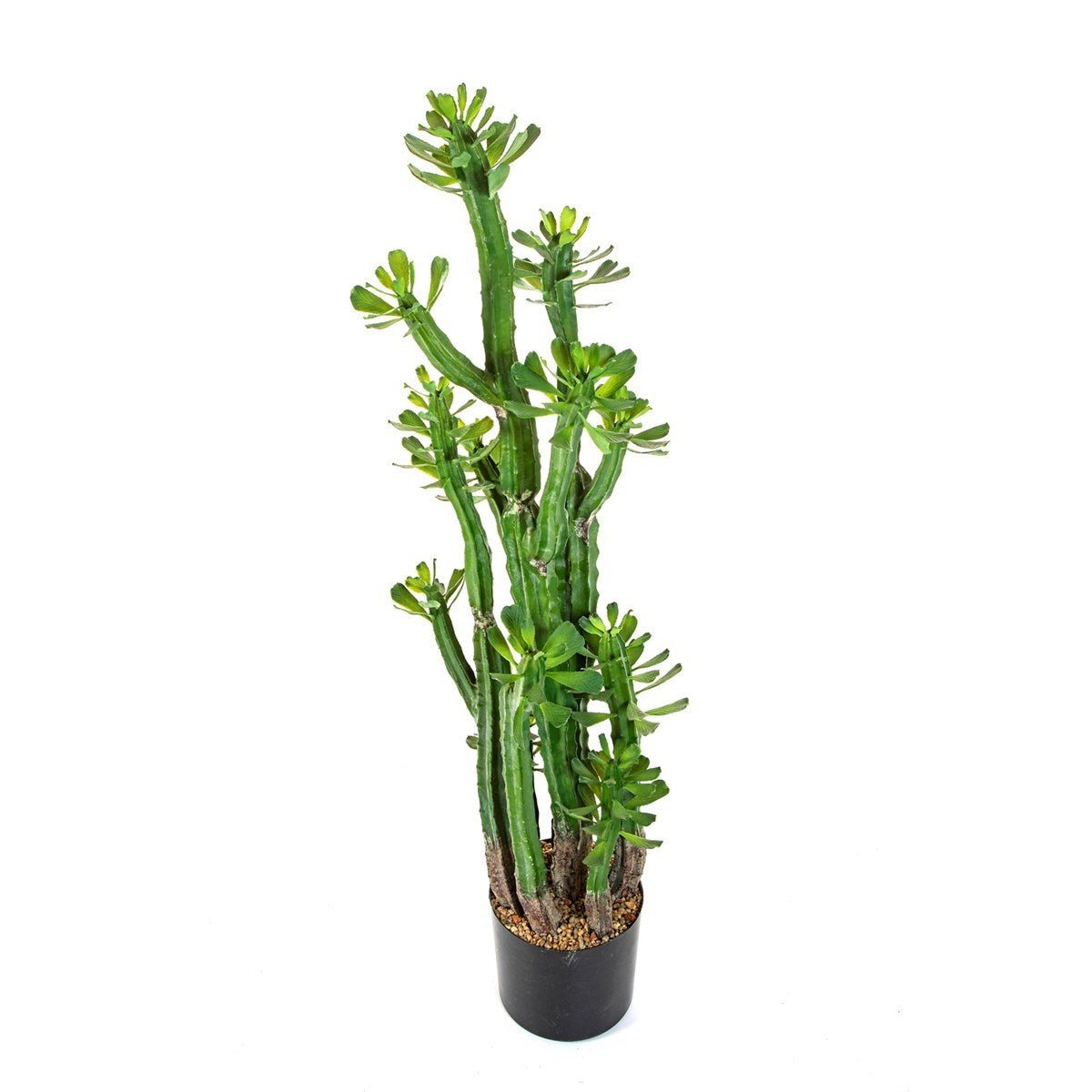 EUPHORBIA ROYLENA CACTUS 118 CM - NOVA LIGNUM