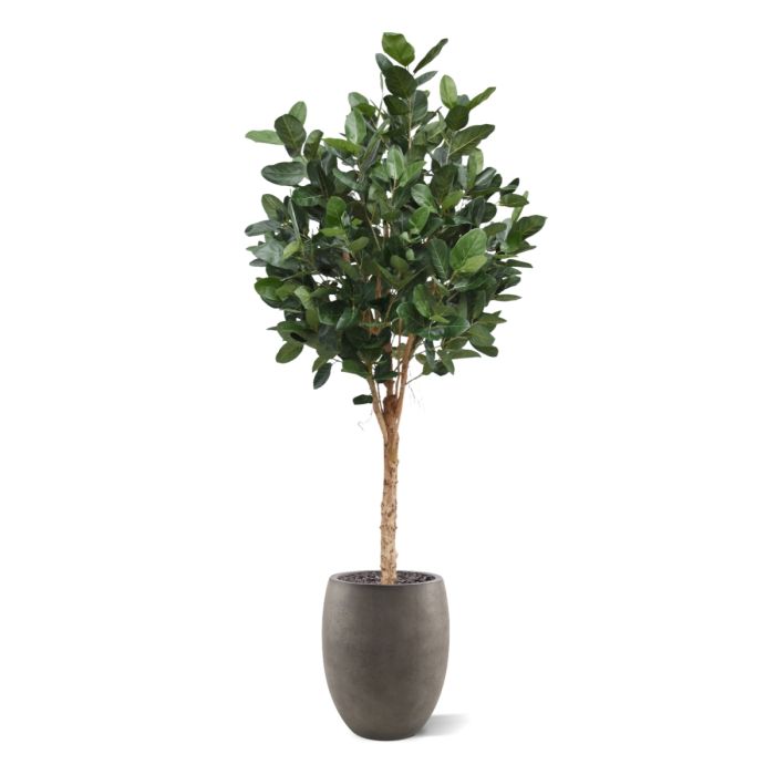 Ficus Audrey Kunstboom Deluxe 250cm - NOVA LIGNUM