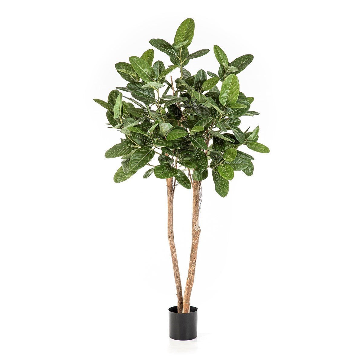 Ficus Audrey Tree - 200 cm 32407N - NOVA LIGNUM