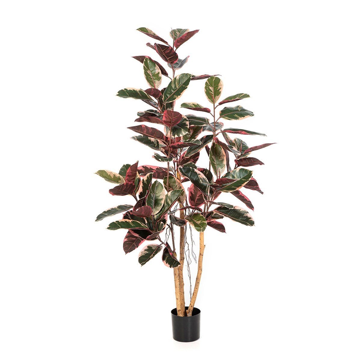 Ficus Elastica Red Ruby 170 cm - NOVA LIGNUM