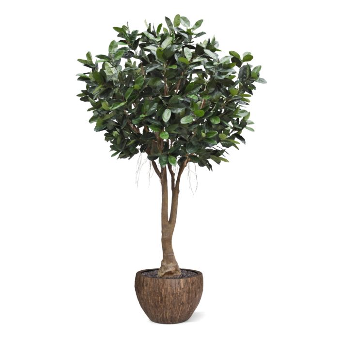 Ficus Elastica Robusta Kunstboom XXL Deluxe 350cm - afbeelding 7