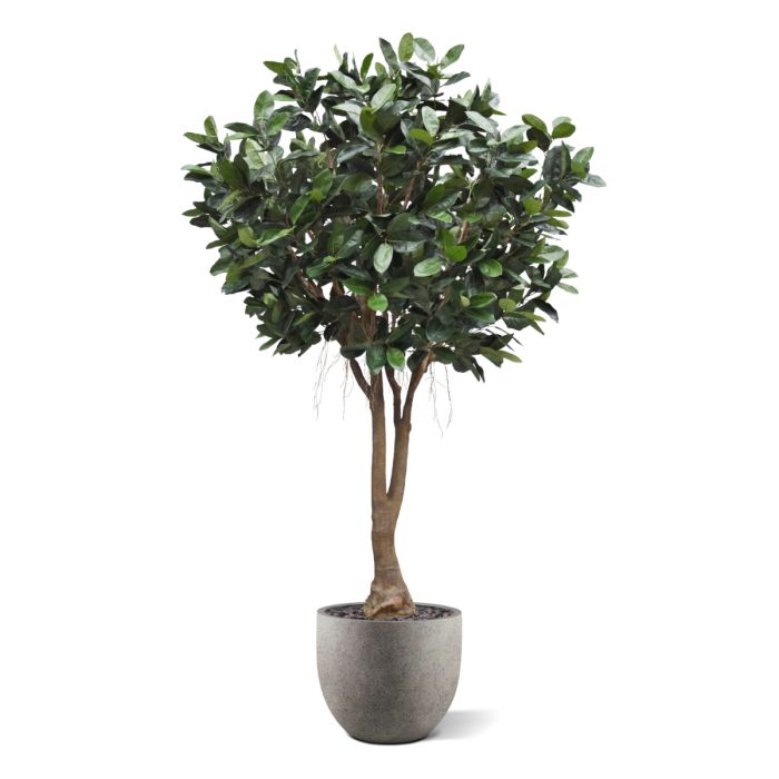 Ficus Elastica Robusta Kunstboom XXL Deluxe 350cm - afbeelding 6