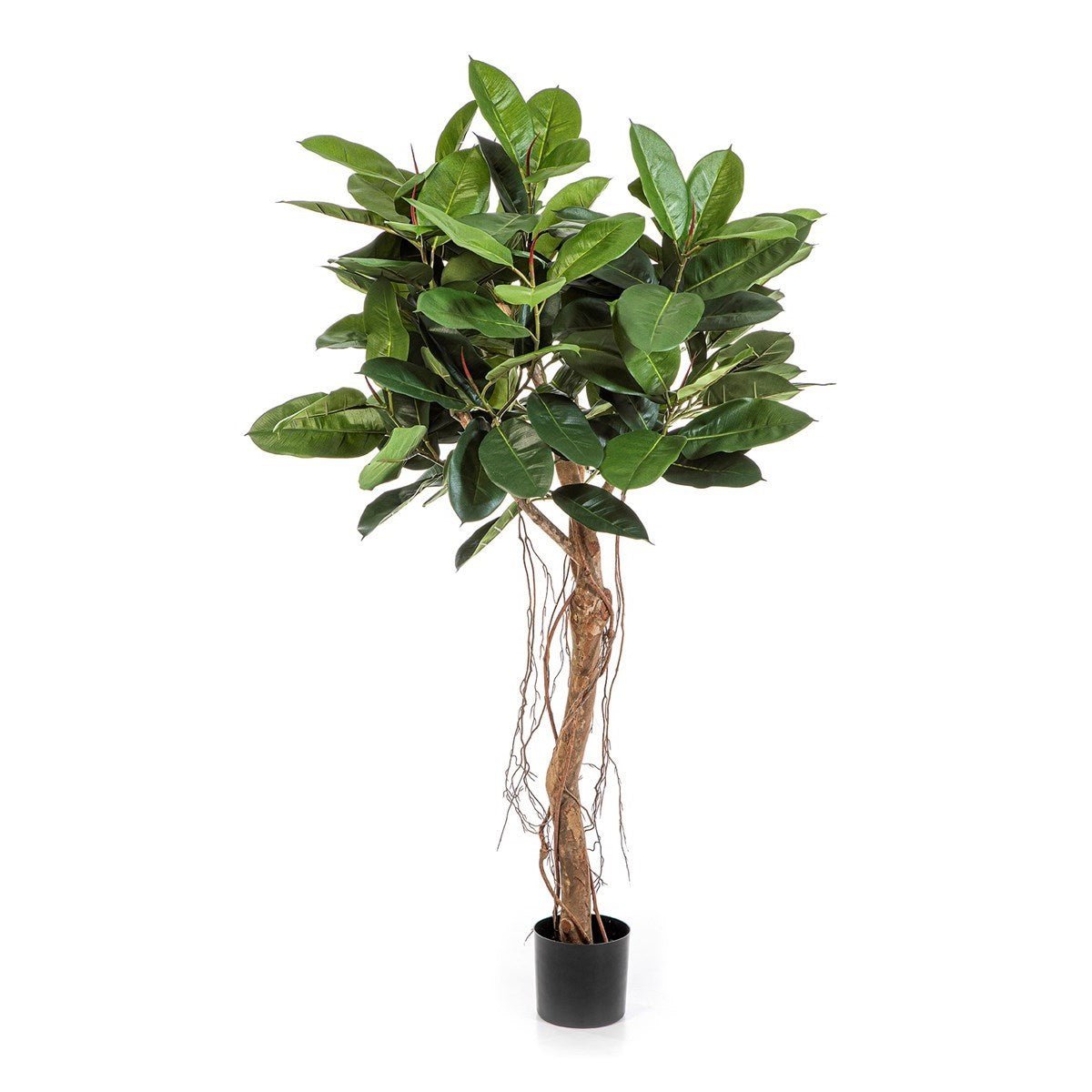 Ficus Elastica Root Tree 33205N - NOVA LIGNUM